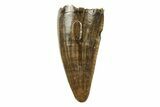 Clearance Lot: Lance Formation Fossil Reptile Teeth - Pieces #265951-3
